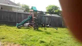 Goat Swing