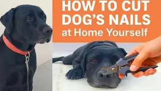 How to Cut Dog's Nails at Home Yourself...