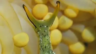Elysia chlorotica: The Solar-Powered Sea Slug