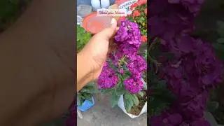 stock plant care🌷🌷#viral #subscribe #garden #like