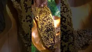 Pure Honey inside the tree 🌳🐝 #shorts #short #fyp #junglecooking #bee #beehoney #forest #video