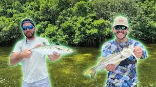 Fishing Beautiful Mangrove Islands for Multiple Inshore Species | Tampa Bay fishing