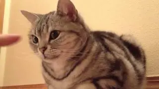 Booping