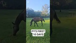 Welcome Pyrois #horse #horsegirl #horsebackriding #equestrian #horseriding