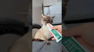 easiest way to prevent cat hairballs 😻 #cat