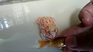 Albino Pacman Frog Feding