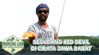 SANGAT MELIMPAH! Ikan Red Devil Di Cirata Jawa Barat | MANCING LIAR | Eps 13 | (2/3)