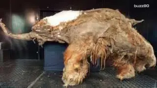 10,000-year-old Cave Lions found well preserved
