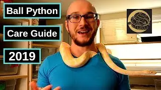 Ball Python Complete Care Guide