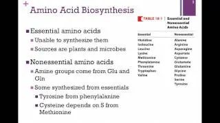 135-Overview of Amino Acid Biosynthesis