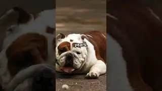 Dog Breeds with Shockingly Short Lifespans #DogsLife