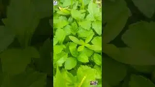 TWO MINUTES IN GOD Yangcko saga
