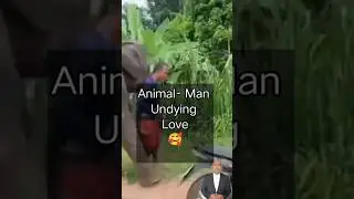 Unbreakable Bond: Emotional Reunion Between Man And Elephant