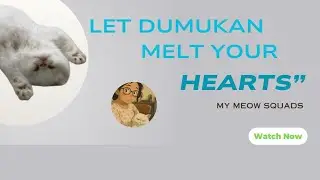 Dumukan&rsquo;s Heart-Melting Moments2️⃣😻 | It's Dumukans Sleeping Time | My Meow Squads