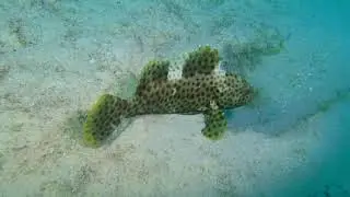 Dimalanta Island ! Philippines .
