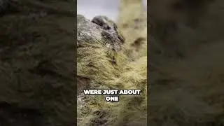 Incredible Preservation Mummified Cave Lion Cubs Reveal Ancient Secrets