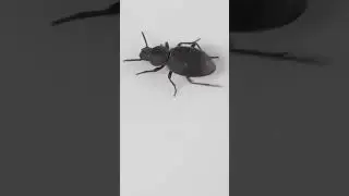 insects #comedy #challenge #song #animal #trending #daily #hungry #funny #monkey #animal #emotional