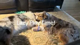 Dogs playing together on carpet#cutedogs #dogplaytime #happypets #animalfun