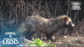 Raccoon Lost His Family And Wander Around Alone... l Animal in Crisis Ep 387