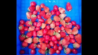#Hexu Machinery# JC-320 Strawberry Washing Machine Fruit Cleaning Machine