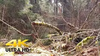 4K Relaxing Walk in the Early Spring Forest