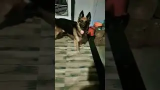 #dogtalking#viralvideo #trending#doglover#love#song #dance#music#dog#shorts #music