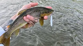Awesome multi species day on the Allegheny river (spin and fly fishing)