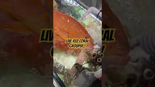 Holding a Live Red Coral Grouper #fishingshorts #Oceancatch #RedCoralGrouper #youtubeshorts