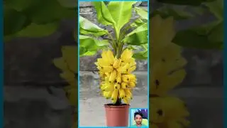 Grow banana tree from plantain flower #shorts #shortsvideo #ytshorts