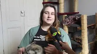 VT CRESCE CRUELDADE ANIMAL MG