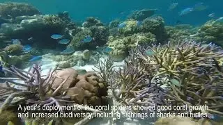 Coral Reef Restoration by MARS