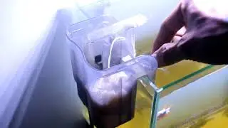 PURIONE PENGHILANG KUNING TANIN PADA AQUARIUM ANDA!!!