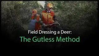 Field Dressing a Deer: The Gutless Method