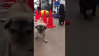 Abby the Pug Masters Agility at Physical Therapy at UF