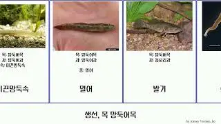 생선, 목 망둑어목 fish 크세니스트미스과 Hot 미끈망둑속 쉰들러속 구굴무치과 Rum Keefe Buttered Gobiiformes Shuffle 트리코노투스과 검정망둑속