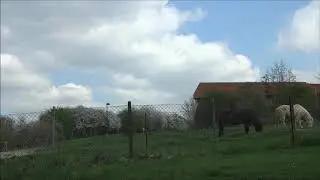 Pferdewiese Zeitraffer