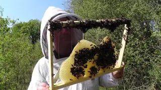 Controle des hausses, batisses naturelles et développement de colonies d'abeilles noires