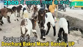 22/02/24 Live Devchara Bakra Mandi Bareilly UP All types Breed kids
