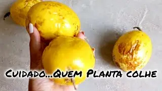 Já viu COLHER SEM PLANTAR