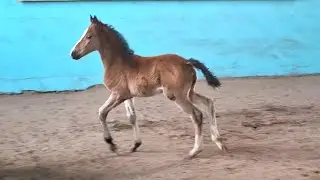 Fun and Interesting on a Walk! Baby Foals  Part 6