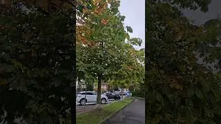 Arbon _ Bodensee _ Herbst 2025