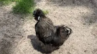 Happy Chicken&rsquo;s Life @ Churchill Island, VIC. Australia 