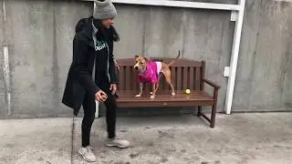 Bellagoo 87414 / puppy in pink / NYCACC