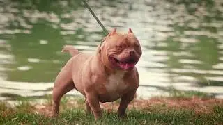 Louis V Line&rsquo;s Oro at 14 months old