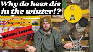 Why Do Bees Die In The Winter? Winter Losses Explained!