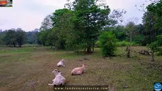 💯 Amazing 72 Acres Ranch & Farm land for sale in Costa Rica!&nbsp;❤