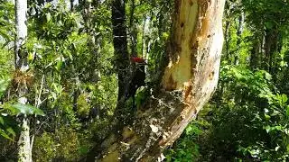 Piliated Woodpecker, in Brooker Creek Preserve