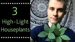 Three High-Light Houseplants