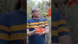 FLAME OF THE FOREST #palash