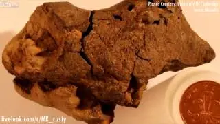 Fossilized Dino Brain Is The First Ever Found  (Oct. 28, 2016)